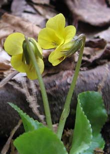 Yellow violet (photo by Mark Malnati)