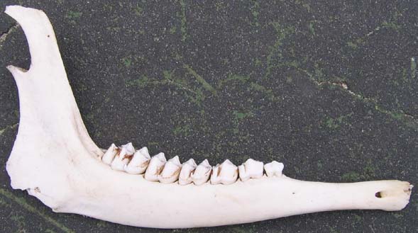 Deer jawbone (photo by Mark Malnati)