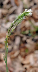 An Arabis species in flower near the summit in early May (photo by Ben Kimball for the NH Natural Heritage Bureau)