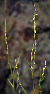 Polygonum douglasii (Douglas' knotweed) is an inconspicuous rare plant that grows right at the edge of the open ledges on West Rattlesnake. It's habitat is very fragile, so please be careful! (photo by Ben Kimball for the NH Natural Heritage Bureau)