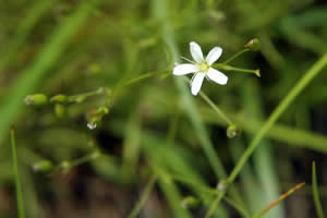 rock sandwort is a rare plant species that grows on and below the ledges at West Rattlesnake (photo by Ben Kimball for the NH Natural Heritage Bureau)