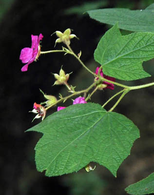 Rubus odoratus (purple-flowering raspberry) in bloom along the Ramsey Trail in late June (photo by Ben Kimball for the NH Natural Heritage Bureau)