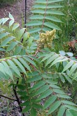 Rhus typhina (staghorn sumac) on the ledges at West Rattlesnake in late June (photo by Ben Kimball for the NH Natural Heritage Bureau)