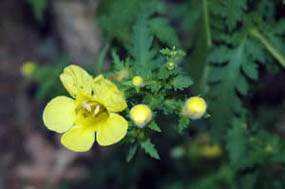 Aureolaria pedicularia var. intercedens (fern-leaved false foxglove), a rare plant found at West Rattlesnake Mtn. (photo by Ben Kimball for the NH Natural Heritage Bureau)