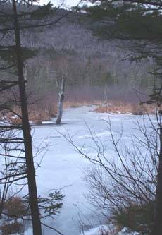 Wetlands (photo by Webmaster)