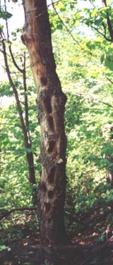 Woodpecker holes (photo by Webmaster)