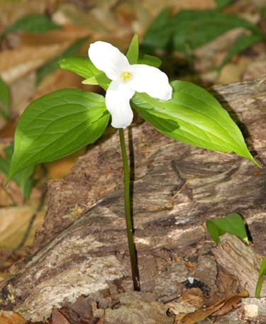 Large-flowered trillium (photo by Webmaster)