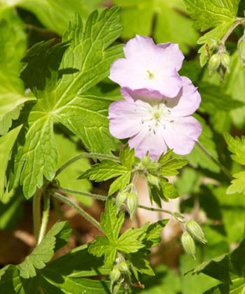 Wild geranium (photo by Webmaster)