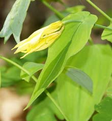 Large-flowered bellwort (photo by Webmaster)