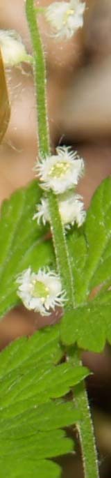 Miterwort "snowflake" flowers (photo by Webmaster)