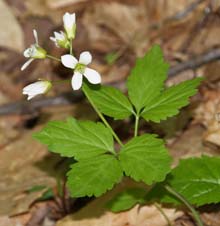 Toothwort (photo by Webmaster)