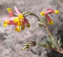 Pale corydalis (photo by Webmaster)