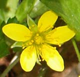 Barren strawberry (photo by Webmaster)