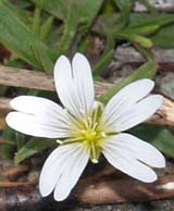 Field chickweed (photo by Webmaster)