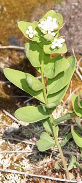 Plant (photo by Webmaster)