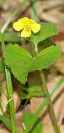Downy yellow violet (photo by Webmaster)
