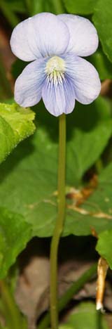 Common blue violet (photo by Webmaster)