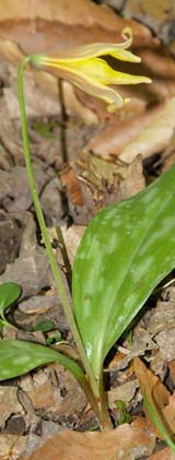 Trout lily a.k.a. dogtooth violet (photo by Webmaster)