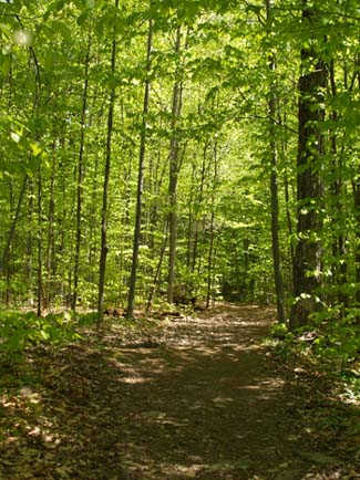 Trail through the Willmarth Woods section of Snake Mountain (photo by Webmaster)