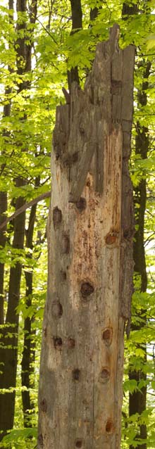 Holey snag on trail from pond (photo by Webmaster)