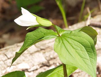 Large-flowered trillium blooming (photo by Webmaster)