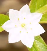 Starflower (photo by Webmaster)