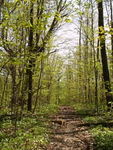 Trail to Red Rock Pond (photo by Webmaster)
