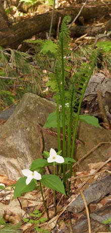 Large-flowered trillium with ferns (photo by Webmaster)