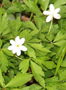 Wood anemone (photo by Webmaster)