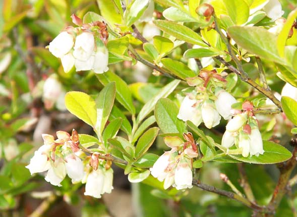 Low sweet blueberry growing next to Red Rock Pond (photo by Webmaster)