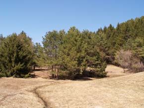 Evergreens near pavilion area (photo by Webmaster)
