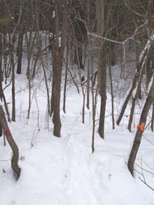 Start of Red Connector off of the logging road.  Note the red blaze on the tree to the left and the orange survey ribbon around the trunk to the right. (photo by Webmaster)
