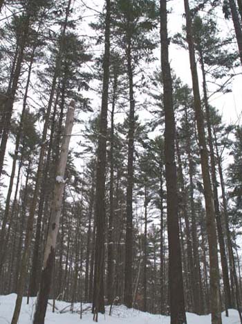 Red Trail going through white pine woods (photo by Webmaster)