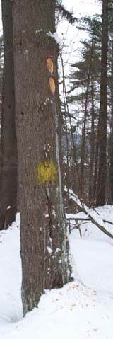 Large woodpecker holes, tree resin, and wood shavings on the Yellow Trail (photo by Webmaster)