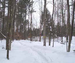 Yellow Trail (photo by Webmaster)