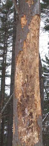 Rotting tree on Yellow Trail (photo by Webmaster)