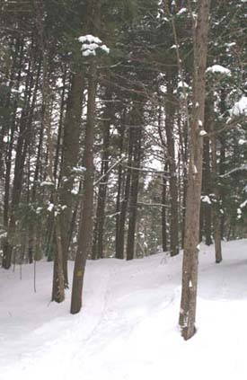 Yellow Trail (photo by Webmaster)
