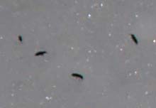Springtails a.k.a. "snow fleas" magnified many times (photo by Webmaster)
