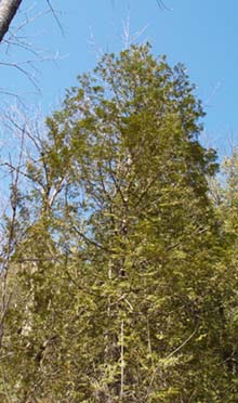 Cedar tree (photo by Webmaster)