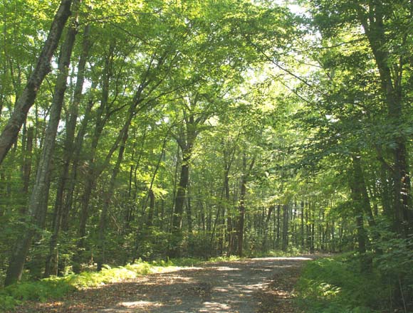 Paved section of woods road (photo by Webmaster)