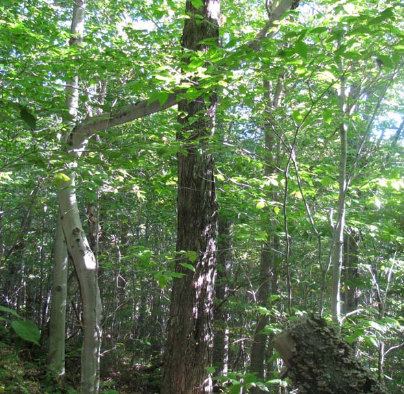 Tree (on the left) with a big bend in its trunk (photo by Karl Searl)