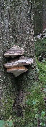 Fungi growing on a tree trunk (photo by Sue Murphy)