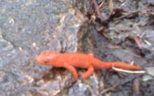 Red eft (photo by Bill Mahony)