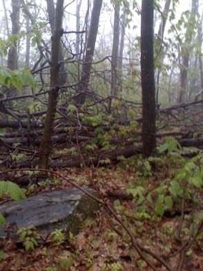 Storm damage (photo by Bill Mahony)
