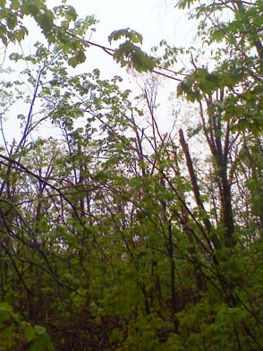 Storm damage (photo by Bill Mahony)