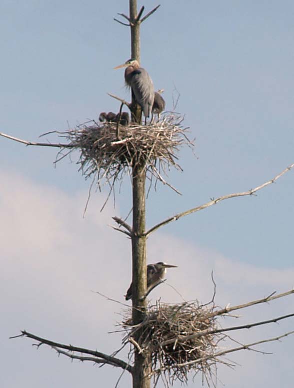 Chicks and adult great blue herons at their nests at Wachusett Meadow Wildlife Sanctuary (photo by Webmaster)