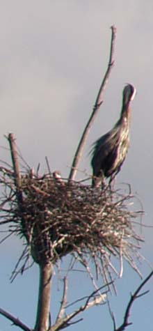 Immature great blue heron (photo by Webmaster)