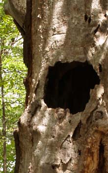 Hollow tree trunk (photo by Webmaster)