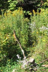 Very small cairn marking where B18 Crash Trail leaves from Walter Brook Road (photo by Mark Malnati)