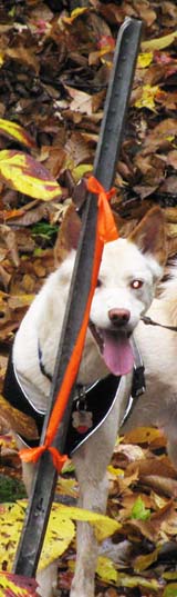 Dasher behind the metal stake marking the stream crossing (photo by Karl Searl)